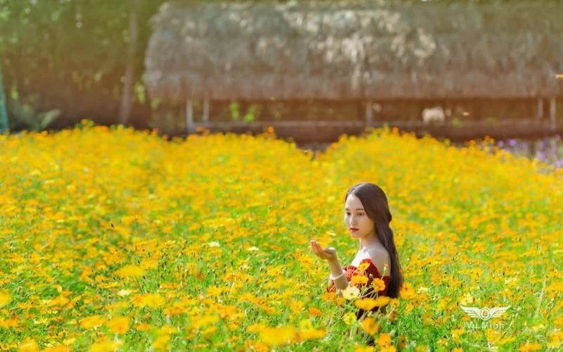 Cô gái như đang lạc vào cánh đồng "hoa vàng trên cỏ xanh"