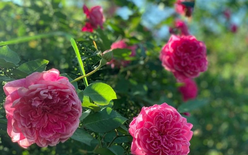 những vườn hồng đẹp nhất thế giới