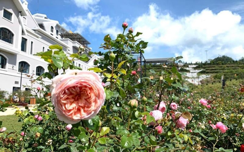 Vườn hồng ở ga cáp treo Fansipan