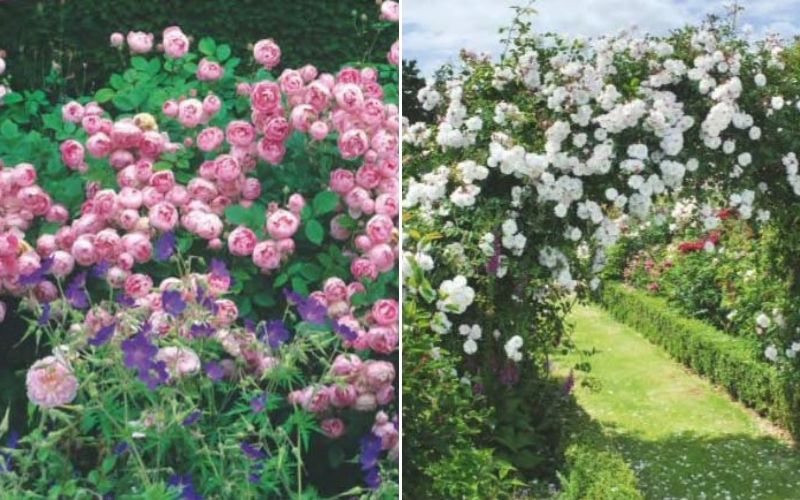 vườn hoa hồng đẹp nhất thế giới