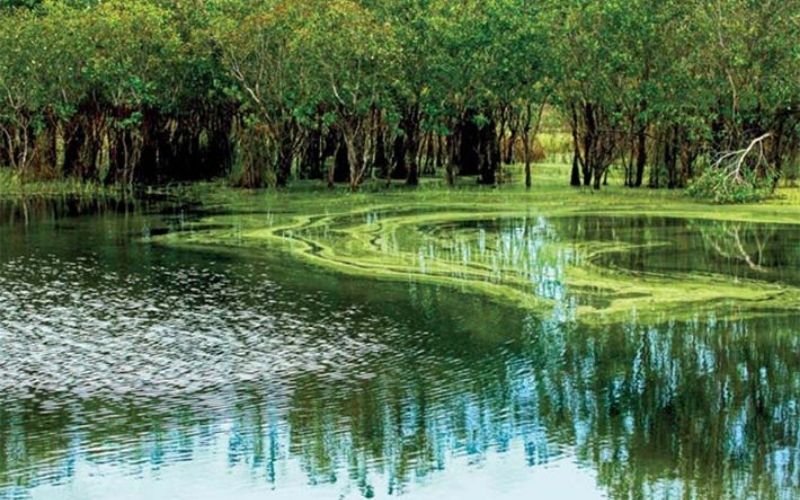 Cảnh quan sinh thái traong lành với hồ nước ngọt tự nhiên