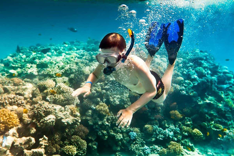 Hệ sinh thái san hô ở bán đảo Sơn Trà vô cùng phong phú