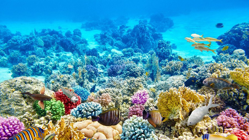 Mũi Nghê, Hòn Sụp - 2 địa điểm ngắm san hô đẹp nhất