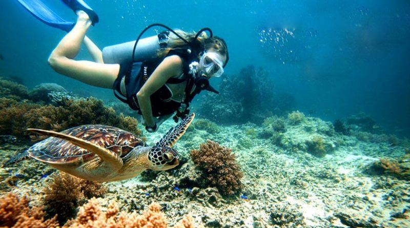 Lặn ngắm san hô tự túc cho nhiều trải nghiệm hay ho