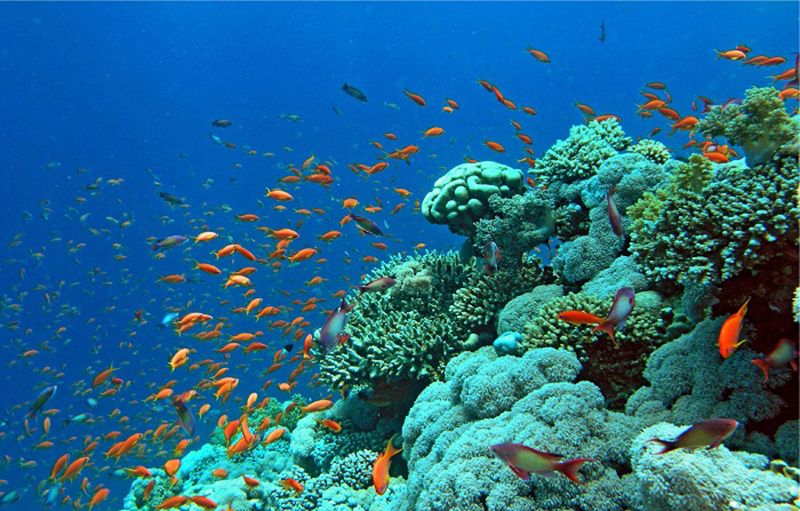 Khá nhiều loại san hô và các sinh vật biển sinh sống ở đây