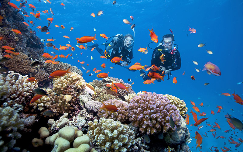 Trên thực tế, lặn ngắm san hô không nhất thiết bạn phải biết bơi