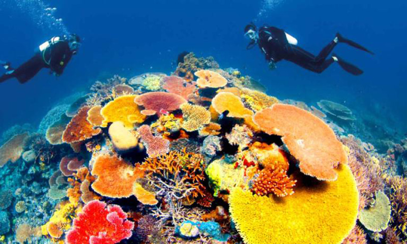 Lặn ngắm san hô có 3 loại hình